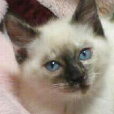 laEyH9nX3vf7RgD's profile picture. とにかく、ジャンル問わず音楽が好きです‼️そして猫ちゃんも♥️