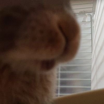 成人済みです！