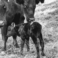 TwinSpursRanch (@cowchick75) 's Twitter Profile Photo