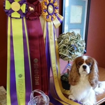 Finnickyskye Cavaliers. home of the 2018 number 1 cavalier in the AKC NOHS rankings & the number 1 cavalier in the 2019 CKCSC USA top 20 rankings