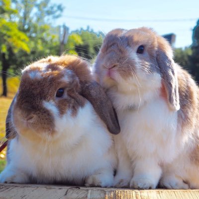 3匹のうさぎ達(こうた、ひなた、芽愛(めい))と小さなおうちに住んでいます。最愛のごんたは神様とともに。動画はYouTubeにて毎日配信。Instagram https://t.co/cXrNelONqu 🐰HP https://t.co/JeP9ybj96w