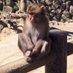 @kou_12_monkey