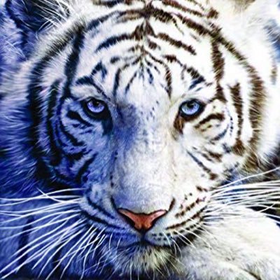 Twitch affiliate/COD Pro . I’m broke .