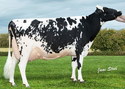 We're passionate about dairy farming! Small family business milking 130 pedigree Holsteins on robotic milking system. #toogoodtohydaway