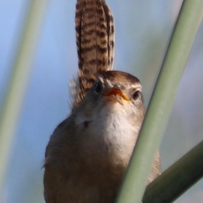 Sarah/Lou (they/them) Library cataloger, Jewish, queer, full of anxiety.  Passions: voting rights, knitting, spinning, birds, odd pets, Yiddish.  Spider pics.