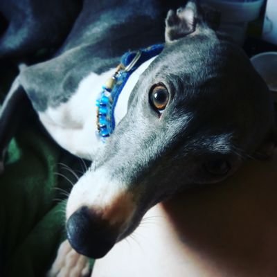Timbreblue Whippets (@Timbreblue) | Twitter