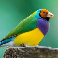 روبن هود (@robin_hood202p) 's Twitter Profile Photo روبن هود (@robin_hood202p) 's Twitter Profile Photo