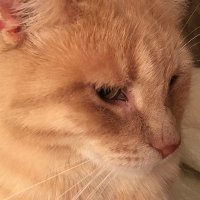 because...cat (@dorothy14213) 's Twitter Profile Photo