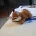 Mom and Son (@hailthefox) Twitter profile photo Mom and Son (@hailthefox) Twitter profile photo
