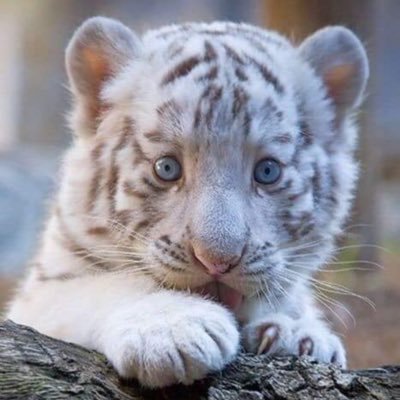 SuenaVirna's profile picture. 