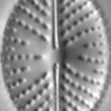 Official account of Diatoms of North America aka #DONA