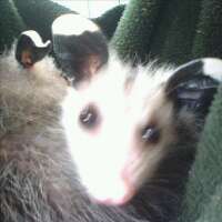 goodboymonty's profile picture. Nicest person you'd ever want to meet. Liking #YangGang.