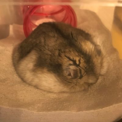 chara1223's profile picture. 見つけてもそっとしといてください。