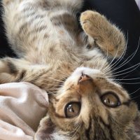 ROKKO MAMA (@mama_rokko) Twitter profile photo