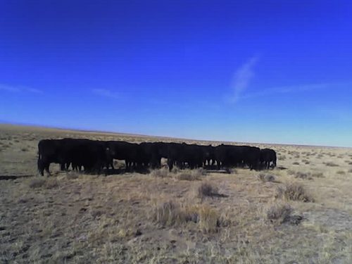 Keith_Christian's profile picture. Dad, husband, rancher, bonsai enthusiast.