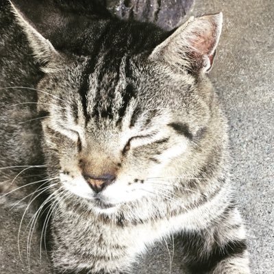 mukechin_fun's profile picture. ズル剥けの平常時、巨根さんを紹介するアカウント🐢フォロー推奨→サブ垢@mukechin_fun_2🐢ズル剥けになりたい方へ...公式サイト『ズル剥けinfo』運営↓