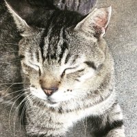 ズル剥けの会🐢公式サイト「ズル剥けinfo」運用中 (@mukechin_fun) Twitter profile photo