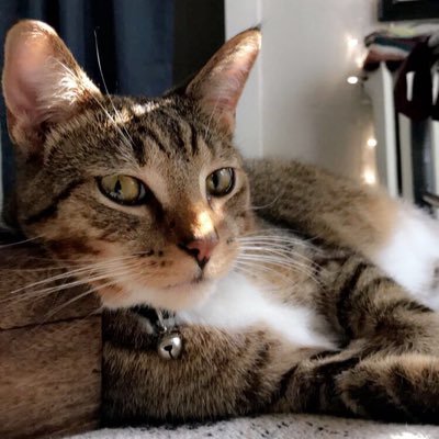 I like smelling everything, knocking things off the counter, sleeping, and playing with bottle caps 😹