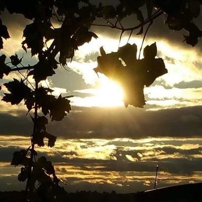 DRoseMat1's profile picture. 🌊Serial Thinker, Brain Injury Survivor, Mother of a Fighter, Christianpreneur, Former Accredited Writer & Publisher, Re-learning life.
 #Resist   
🚫NO DM's🚫