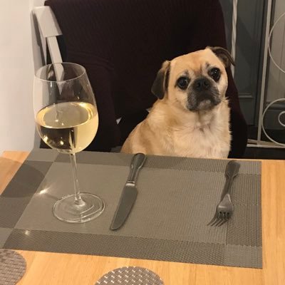 ohthatpooch's profile picture. 