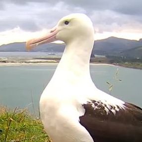 鳥類にして海洋生物、アホウドリと呼ばれて久しく、種の存続を危ぶまれし者