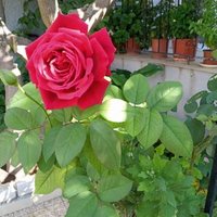 Ασπασία Λεβεντελλη (@wpmka3yh61rycsx) 's Twitter Profile