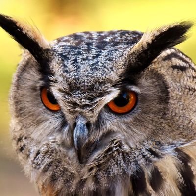 カオスさんのプロフィール画像