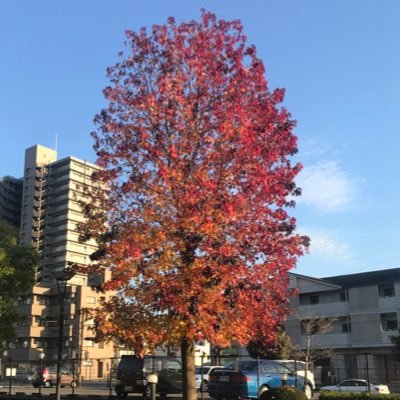 TenKu37's profile picture. FFBE幻影戦争