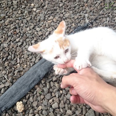 よろしくお願いします。