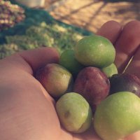 ابو عارف البلوي (@nwrsmt4221) 's Twitter Profile