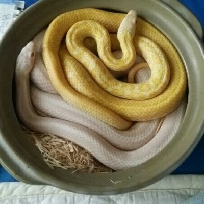 パタパタさんのプロフィール画像