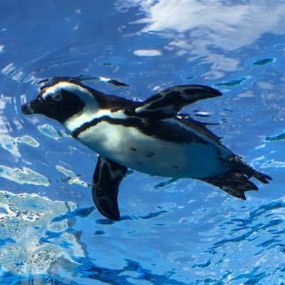 bf5_ko8's profile picture. 岩手