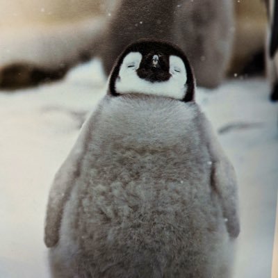 純粹的企鵝🐧 守護南極與地球生態🌍 喜歡nekopen🐱🐧