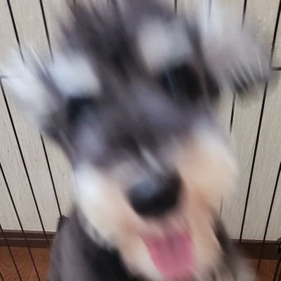 nesheep929's profile picture. アラサー♂/ポケモン/ラブライバー/料理/ドライブ/カメラ/ディズニー/櫻坂46(夏鈴ちゃん・愛季)/呟くことに脈絡ないマン