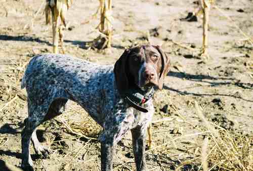 NorthlandDog's profile picture. Bird Hunter, Bird Dog Trainer President of http://t.co/22vRsk9keh