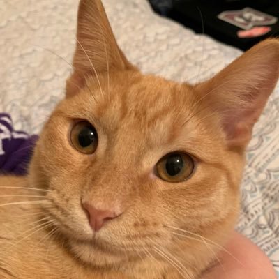 Marvel91192125's profile picture. My name is Marvel! I’m 5 months old and I’m the most handsome of kitties #Cattwitter #CatsofTwitter