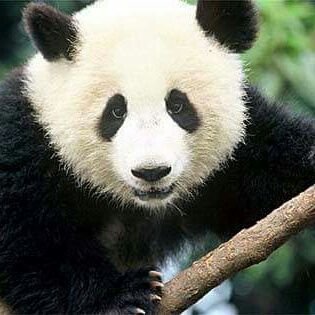 checopan71's profile picture. te amo Mayra eres mi razón de vivir