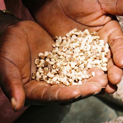 The Legume Systems Research Innovation Lab works to increase the productivity of grain legumes (cowpea, common beans) for smallholder farmers through research.