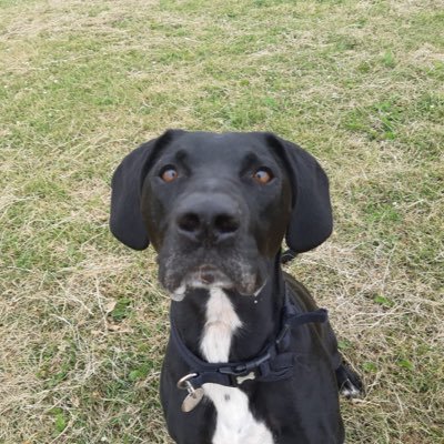 danielspencer30's profile picture. deputy golf course manager