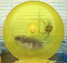 ham_kansatsu's profile picture. 「ハムスター観察の会」は、全国のハムちゃんの活動量を計測して、比較することができる会です。みんなで楽しくハムちゃんたちとお付き合いましょう！もしかしたら、地震の前に変化が見られるかもしれません。現在、運営でご協力いただける皆様を募集中です。