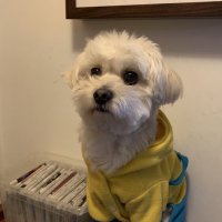 Wufei Ma (@wufeima) 's Twitter Profile