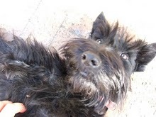 CocoScottie's profile picture. I am a friendly black Scottie. I was named after Coco Chanel - she of the little black number. I sometimes like to try new owners but my humans drag me back.