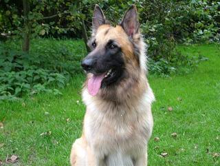 schuppemans's profile picture. 