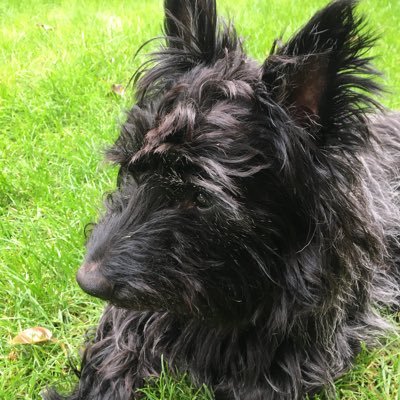 SarahHo68844401's profile picture. Sometimes cranky. Always honest. Usually kind.