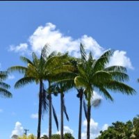 ヤッシー🌴🎹🐋 (@octyata1) 's Twitter Profile