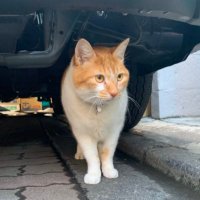 ねこ店長【公式 】🐈⬛🐈+🐹🐹=❤️😀 (@nekotencho2) 's Twitter Profile