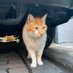 ねこ店長【公式 】🐈⬛🐈+🐹🐹=❤️😀 (@nekotencho2) Twitter profile photo ねこ店長【公式 】🐈⬛🐈+🐹🐹=❤️😀 (@nekotencho2) Twitter profile photo