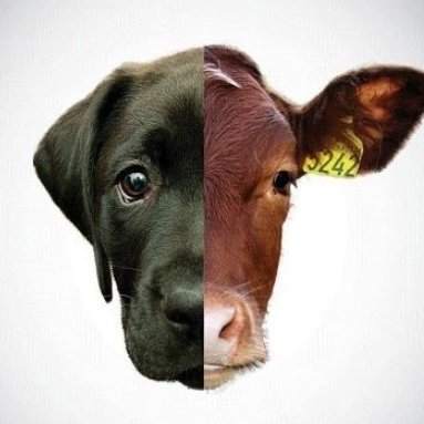 🌱Spreading the vegan message 🌱🌍
🐷 Animal Lover 🐑🐄🐥
