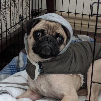 Avid gamer and collector. ;) Miniature and board gaming hobbyist. Fan of pugs, and love 80's-90's anime. I stream too! https://t.co/Fo5ROsjXIj