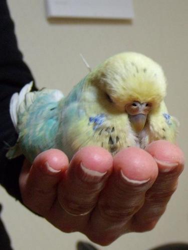 ヲタク体質な鳥スキーです(笑)
思いっきり本音トークしますので気分を害したらごめんなさいね~( ´∀`)
パリバリ昭和生まれ(*´ェ`*)
タイッツーのアカウントも作りました(2023.9.21)
https://t.co/C6EaJr23tS